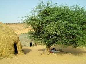 Lieu de repos sous l'acacia