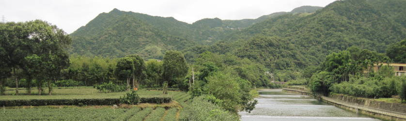 Fabrication du wulong Baozhong à Taiwan