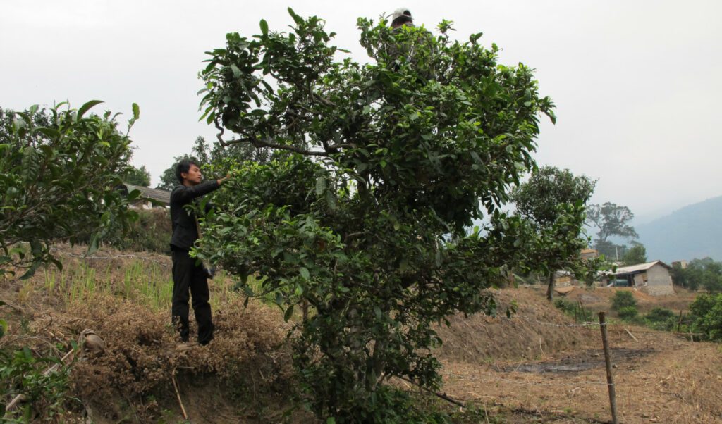 En Chine arbre de thé au yunnan