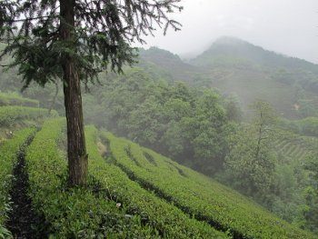 Plantation de Long Jing