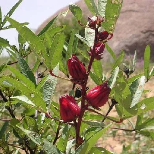 Fleurs d'Hibiscus séchées bio d'Egypte