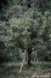 Arbre à thé de Chiang Rai en Thaïlande