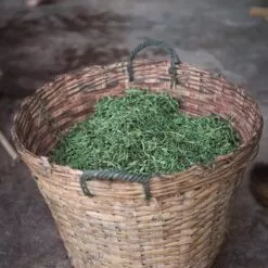 feuilles vertes pour production de thé pu-erh