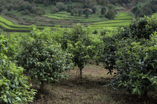 Théiers sous forme d'arbre mature en Thaïlande