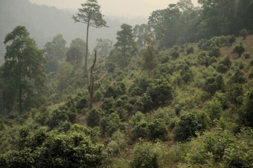 Plantation de thé à Wawee en Thaïlande