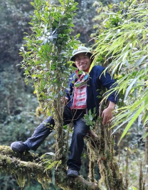 Récolte sur des théiers sauvages au Vietnam, région de Ha Giang