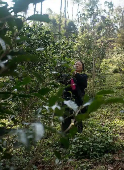 Récolte sur des théiers de jardin de forêt au Laos