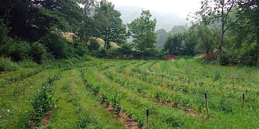 plantation de théier en France à Argelès-Gazost